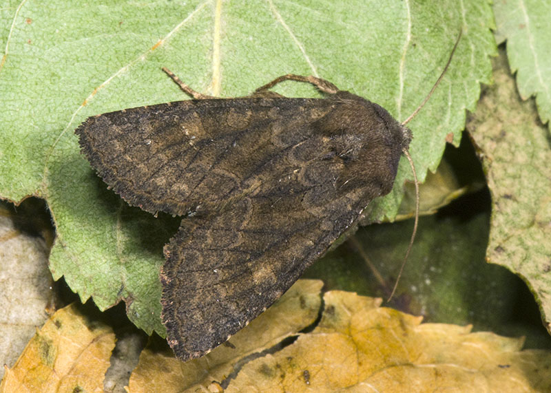 Noctuidae di ottobre